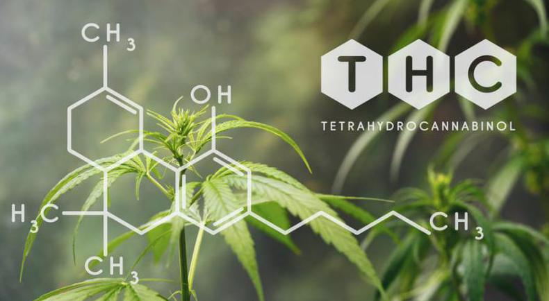 Zawartość THC w nasionach konopi